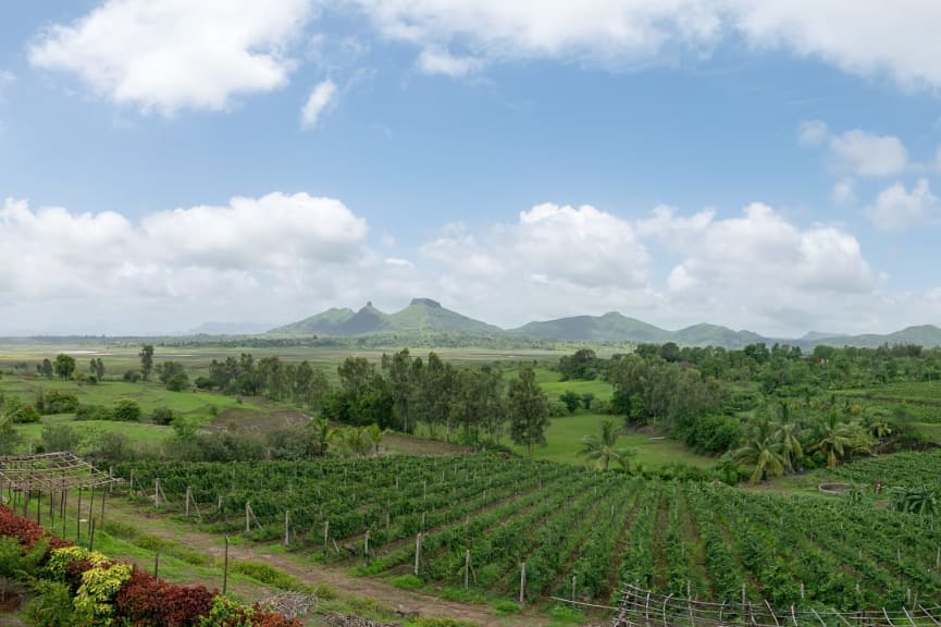 Vineyards in Nashik, India