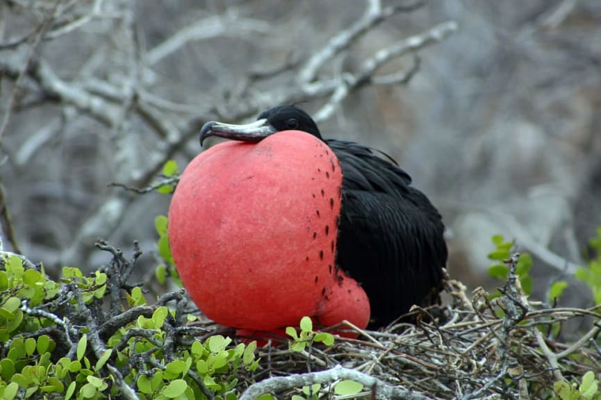 Frigatebird in the Galapagos Islands