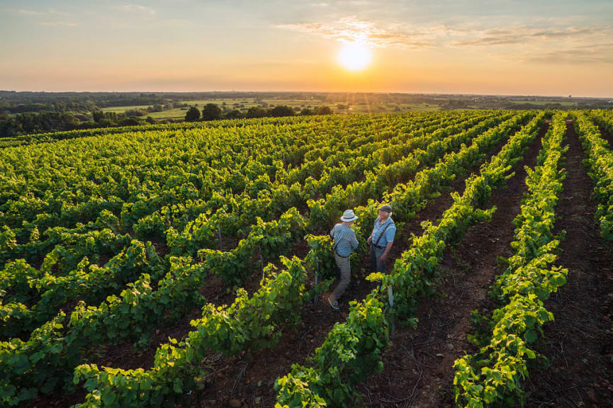 Winegrowers in vineyard at sunset