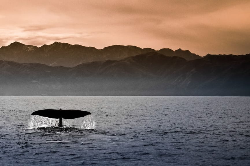 Whale tail of the coast of Kaikoura, New Zealand