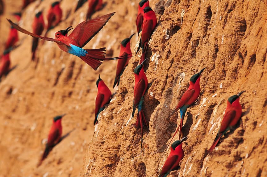 Carmine bee-eater birds in South Luangwa National Park