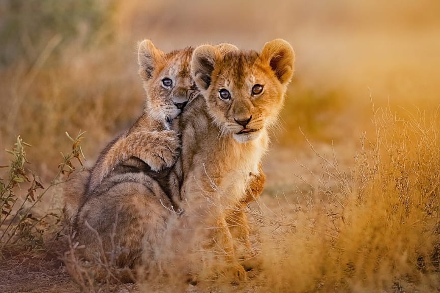 Lion cubs in Kenya, Africa