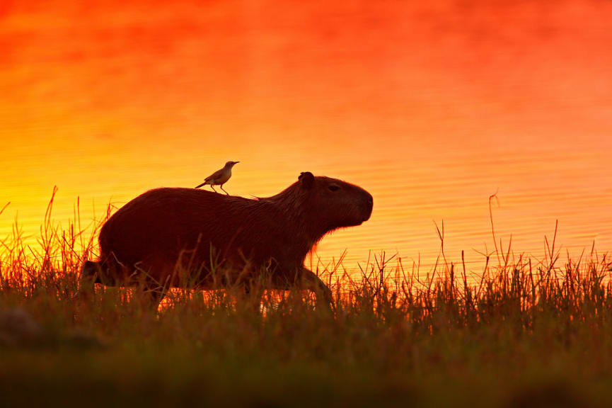 Capybara and bird at sunset in Pantanal, Brazil