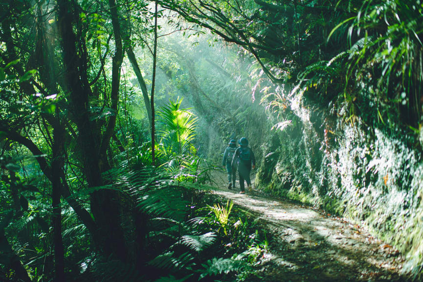 Tourists walking through a path in Heaphy Track, New Zealand