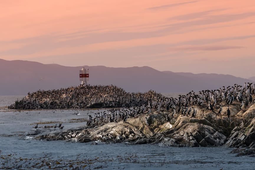 Colony of king cormorant penguins at Beagle Channel, Patagonia, Argentina