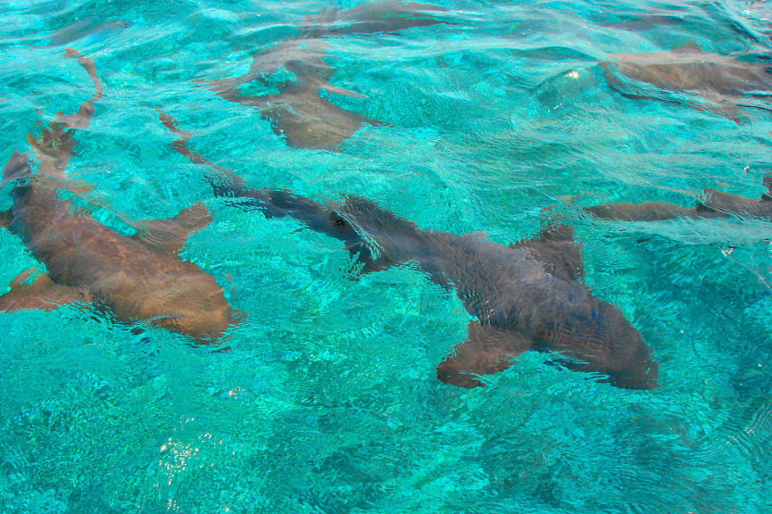 Nurse Sharks at Hol Chan Marine Reserve