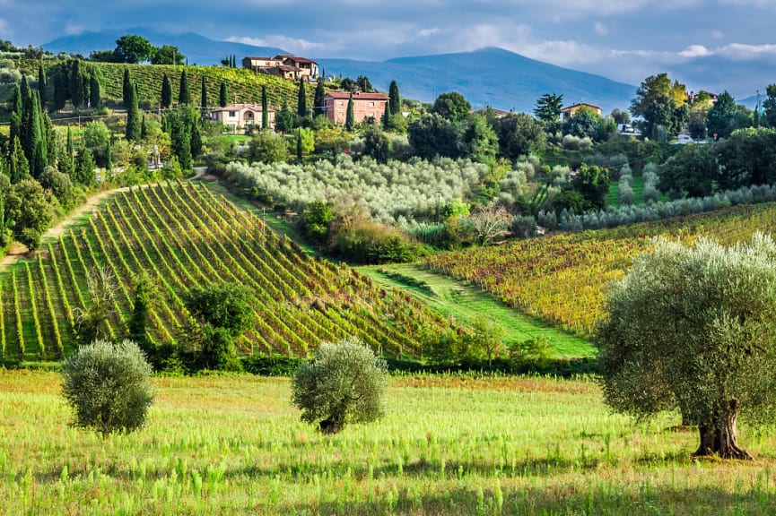 Vineyards and olive trees in Tuscany, Italy