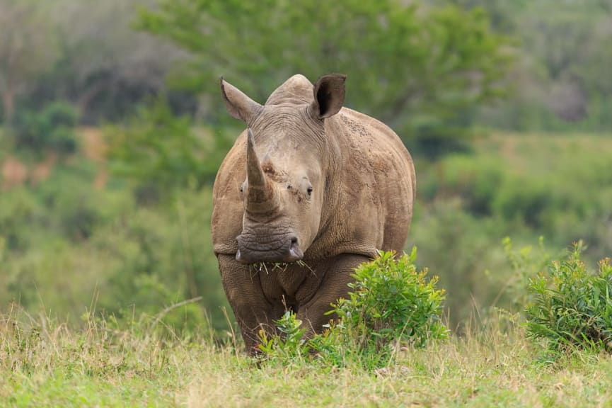 Rhino grazing in Hluhluwe-iMfolozi, South Africa