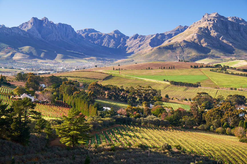 Vineyards in Stellenbosch, South Africa