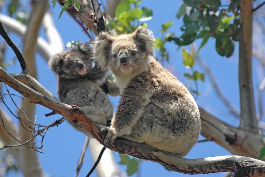 Koalas in a tree in Victoria, Australia.