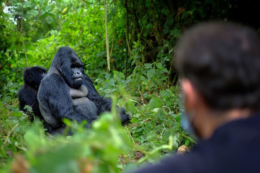 Traveler observing gorillas while gorilla trekking in Rwanda