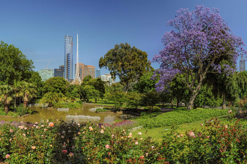 Jacaranda tree in bloom at the Royal Botanic Gardens in Melbourne, Australia