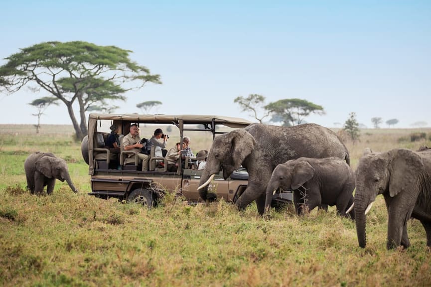 Observing elephants while on a safari game drive in Serengeti, Tanzania