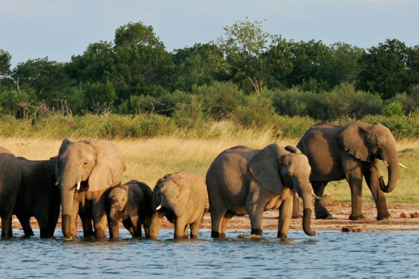 Elephants at waterhole in Hwange National Park, Zimbabwer