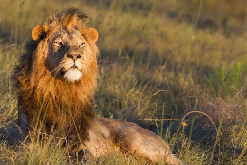 Lion on the savanna in South Africa