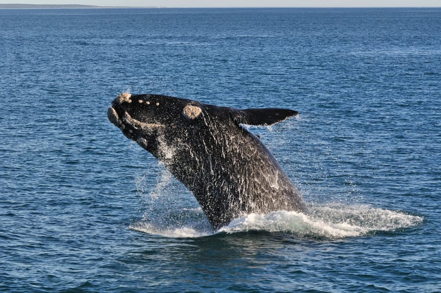 A southern right whale in Walker Bay, Hermanus, South Africa