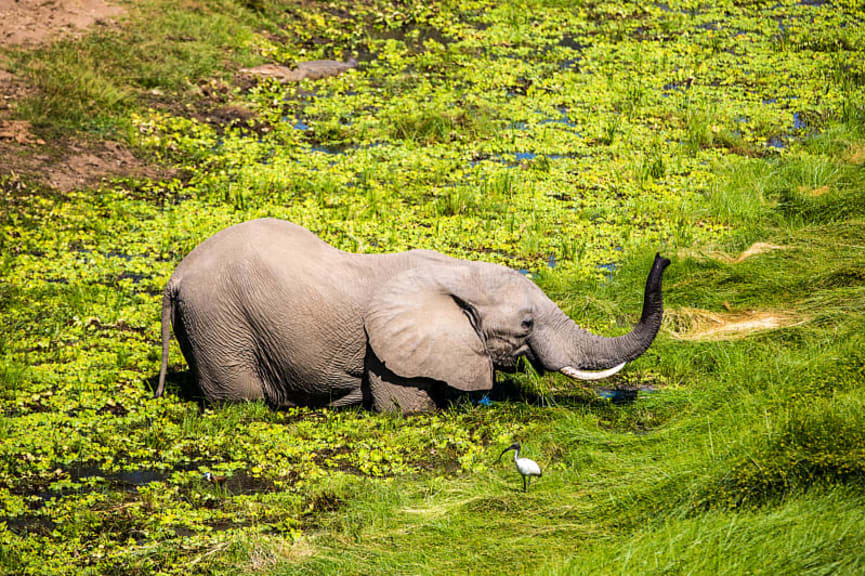 Elephant in South Luangwa National Park