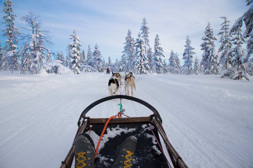 Dog sledding in Northern Sweden