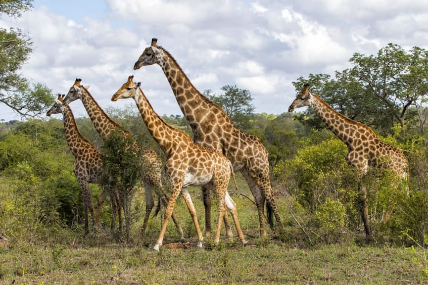 Sabi-Sands Private Game Reserve, South Africa