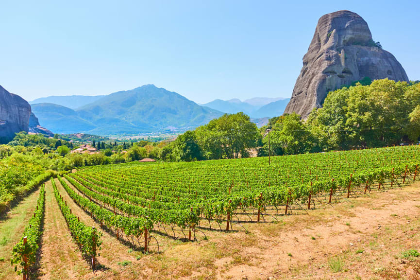 Vew of vineyard near Kastraki village in Thessaly, Greece.