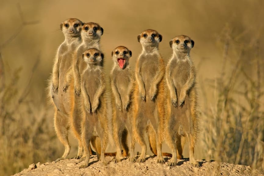 Meerkats in Kalahari, South Africa