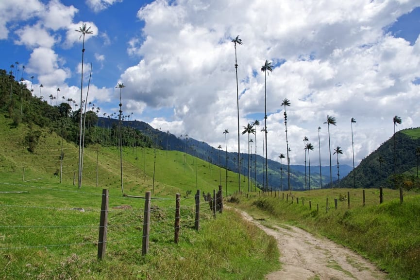 Hiking trail through truffula trees in Cocora Valley, Colombia