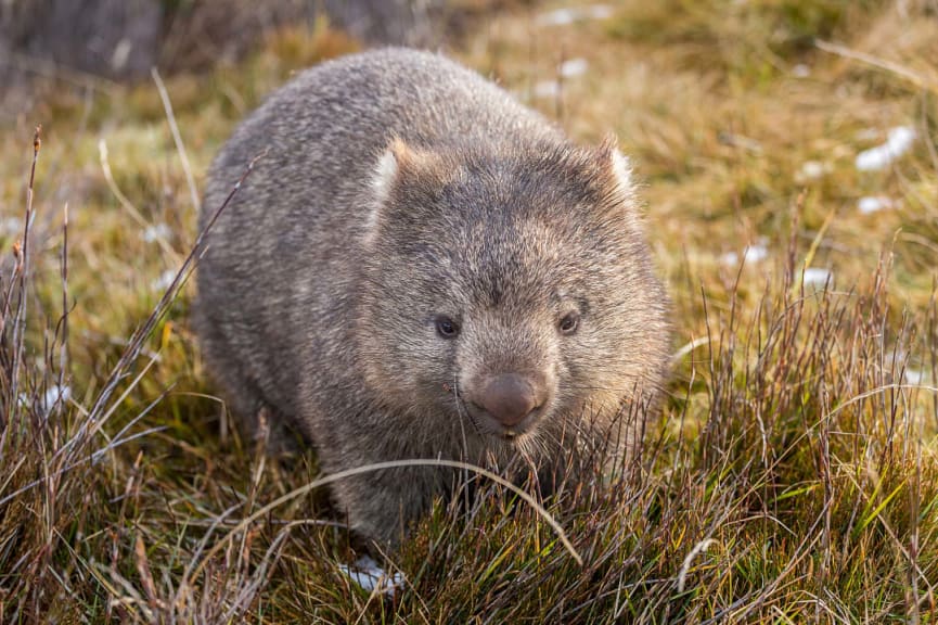 Wombat in Cradle Mountain National Park, Tasmania