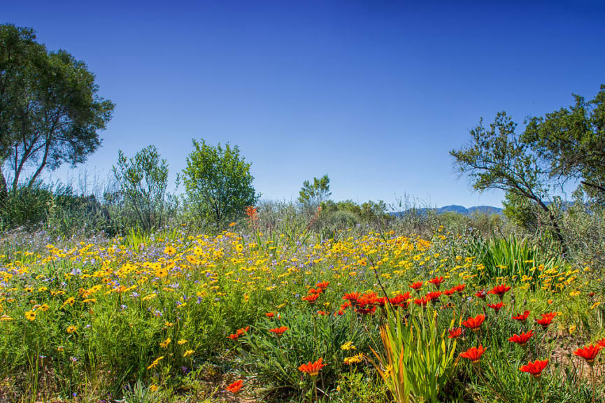 Spring flowers blooming in South Africa