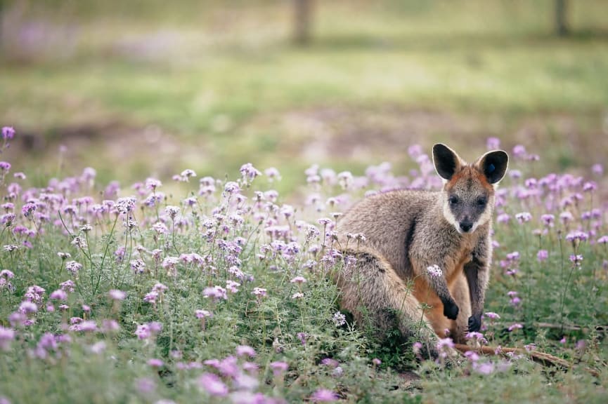 Wallaby on Kangaroo Island, South Australia