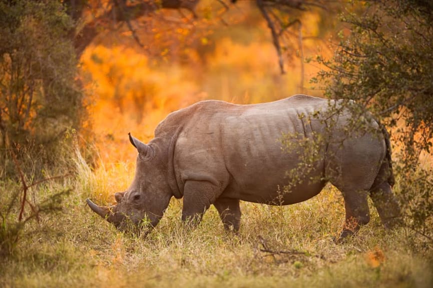 Rhinoceros in Kruger National Park