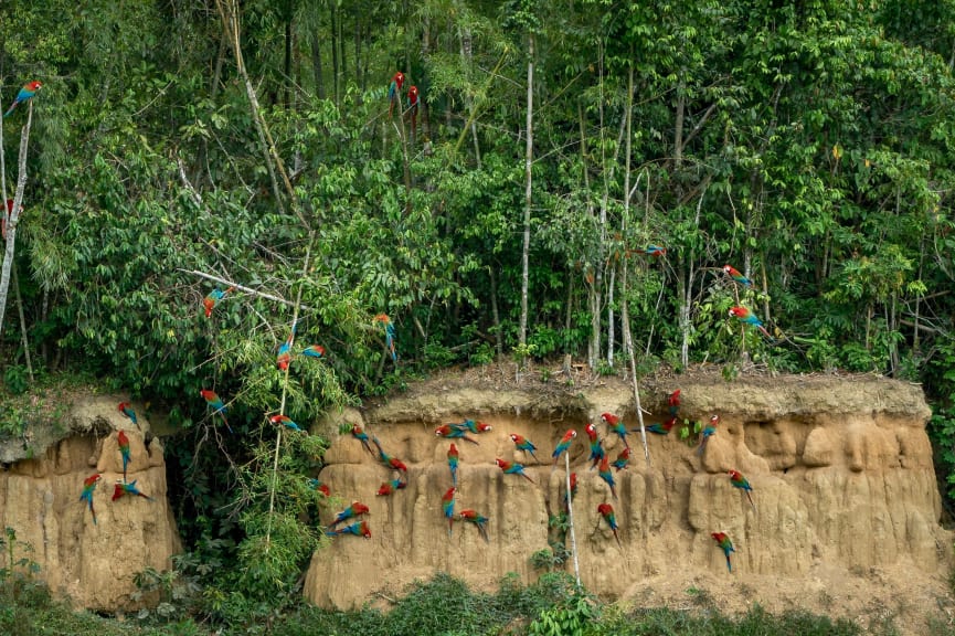 Macaws in Manu National Park, Peru