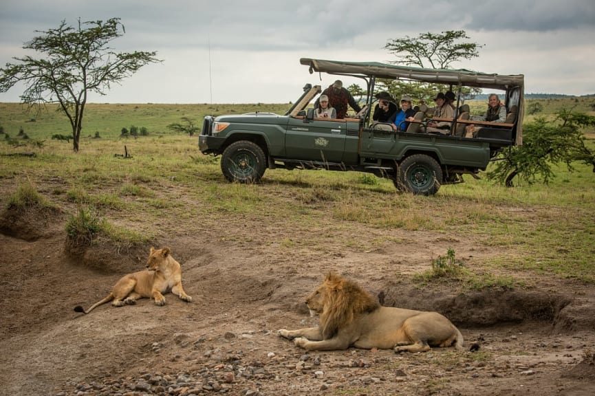 Observing lions while on a safari game drive in Maasai Mara, Kenya