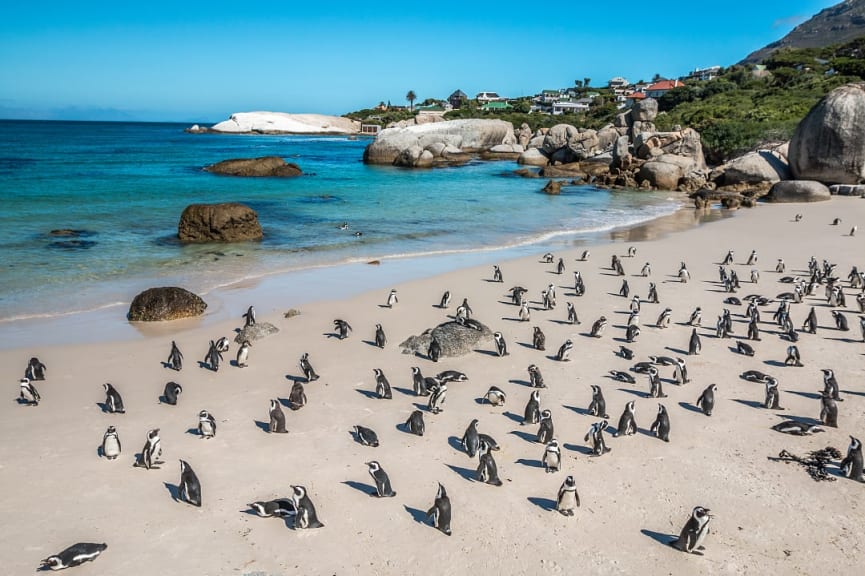 Penguin colony at Boulder beach in South Africa