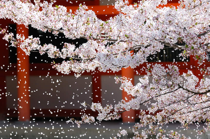 Cherry blossoms in Japan