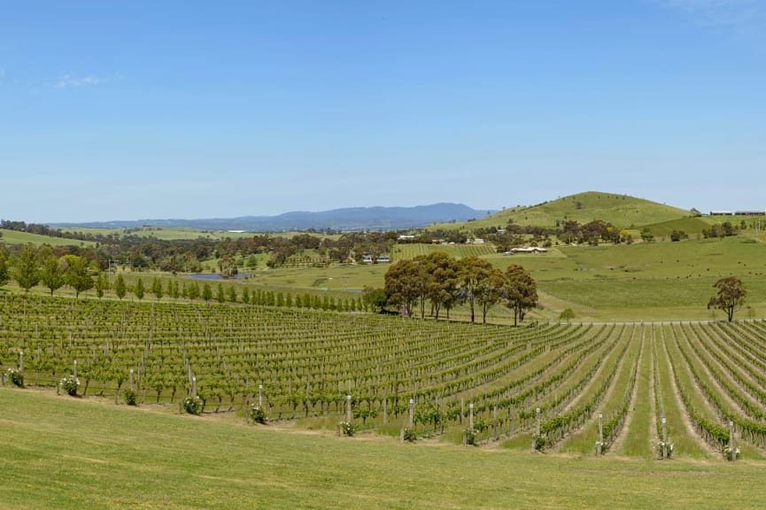 Vineyards in Yarra Valley, Victoria, Australia