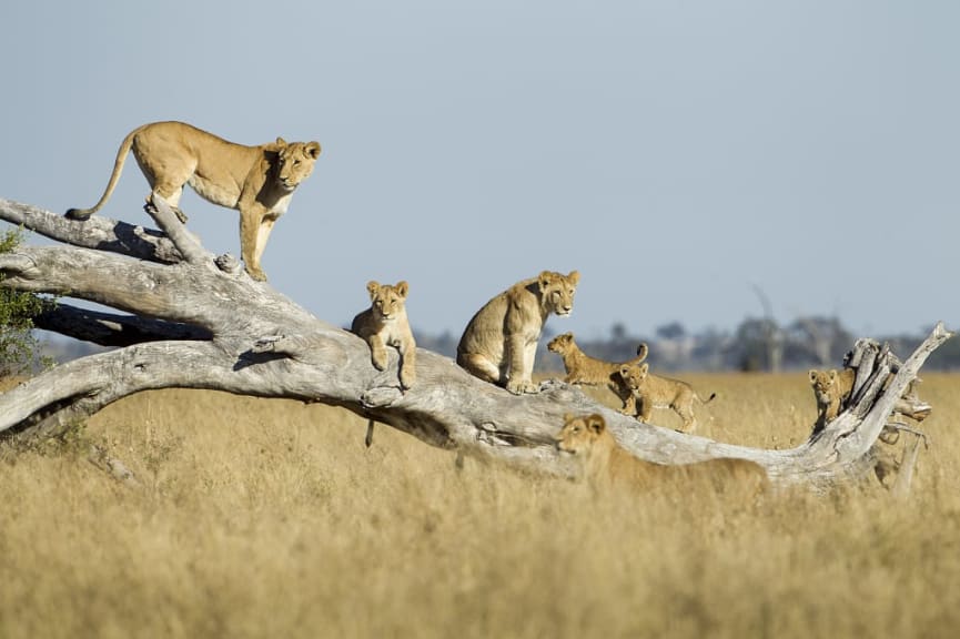 Lion pride in Chobe National Park, Botswana