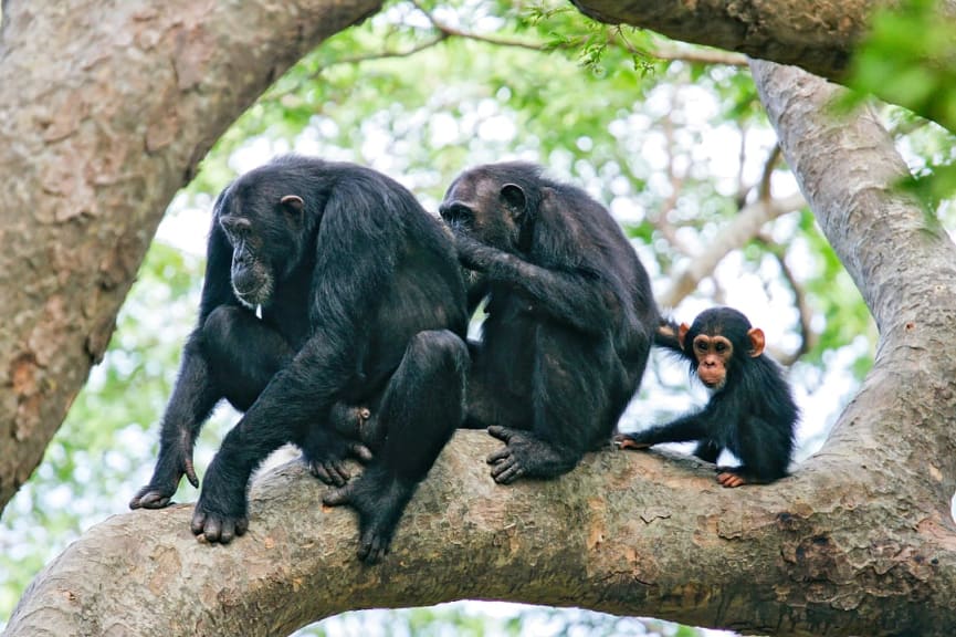 Family of chimpanzee in a tree at Gombe National Park, Tanzania