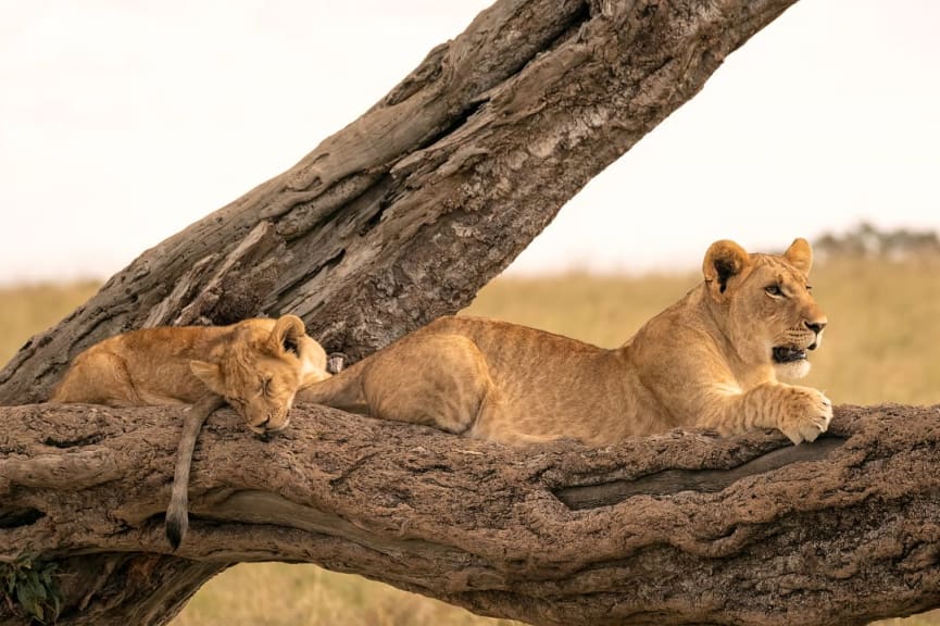 Maasai Mara, Kenya