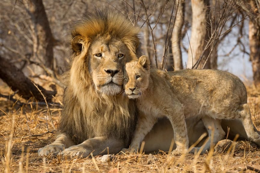 Kruger National Park, South Africa