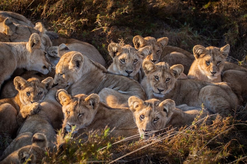 Pride of lions in Eastern Serengeti, Tanzania