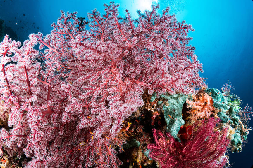 Coral reef of Raja Ampat, Indonesia