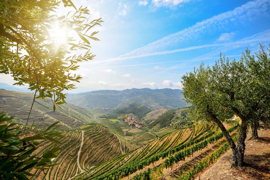 Douro Valley Vineyards, Portugal