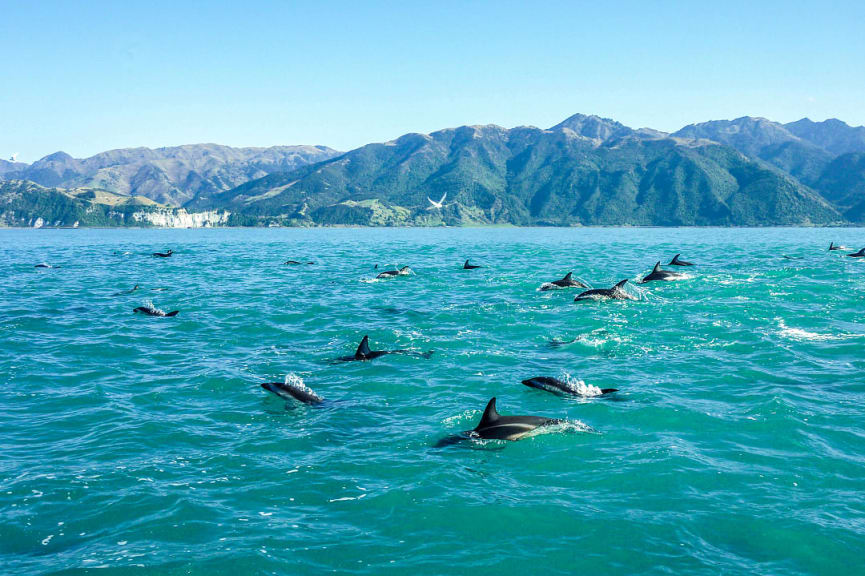 Dolphins in Kaikoura, New Zealand