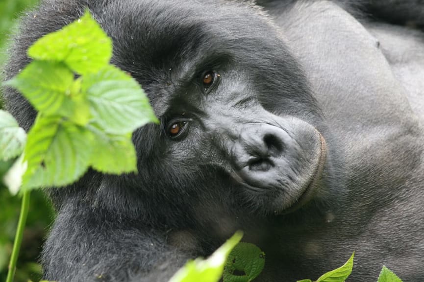 Mountain gorilla in Bwindi Impenetrable National Park, Uganda