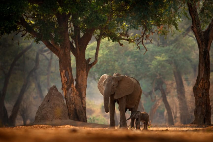 Elephant with calf in the woodlands of Mana Pools National Park, Zimbabwe