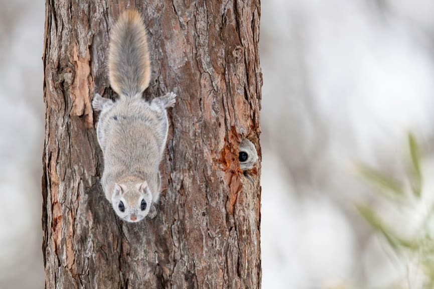 Ezo momonga in Hokkaido, Japan