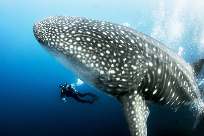 Scuba diver swimming with a pregnant female whale shark in the Galapagos Islands