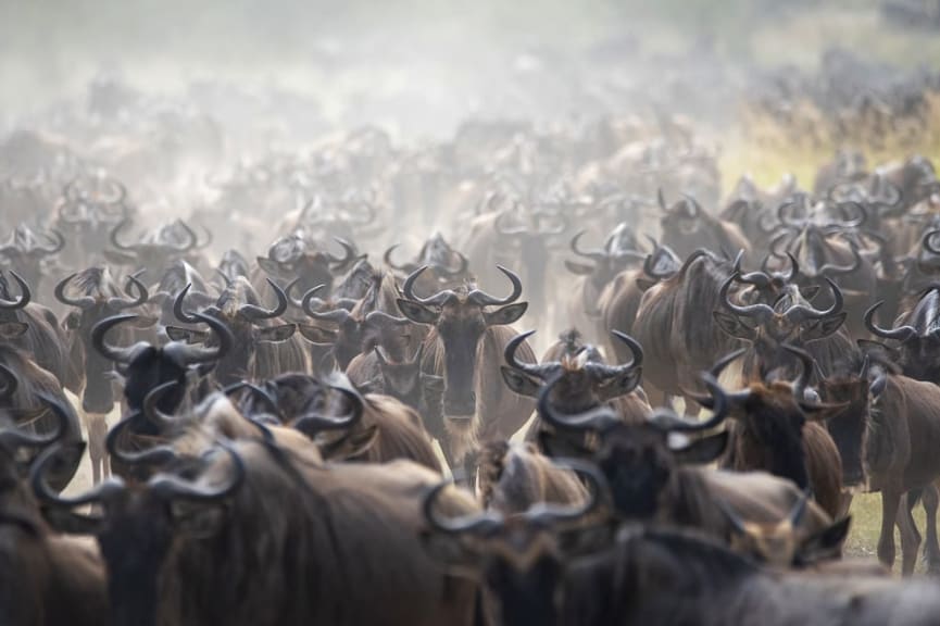 Wildebeests during the great migration in Tanzania