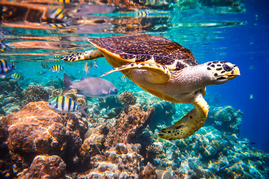 Hawksbill turtle in the Maldives