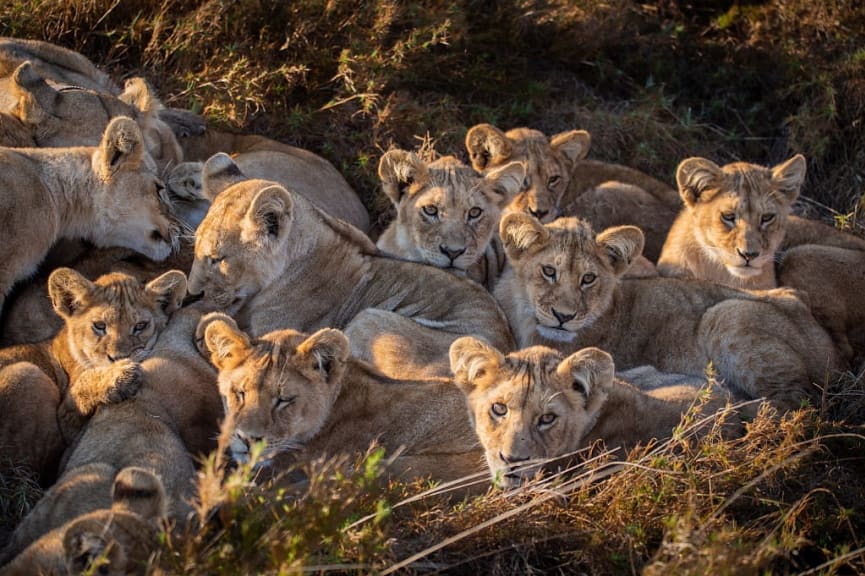 Pride of lions in Eastern Sere